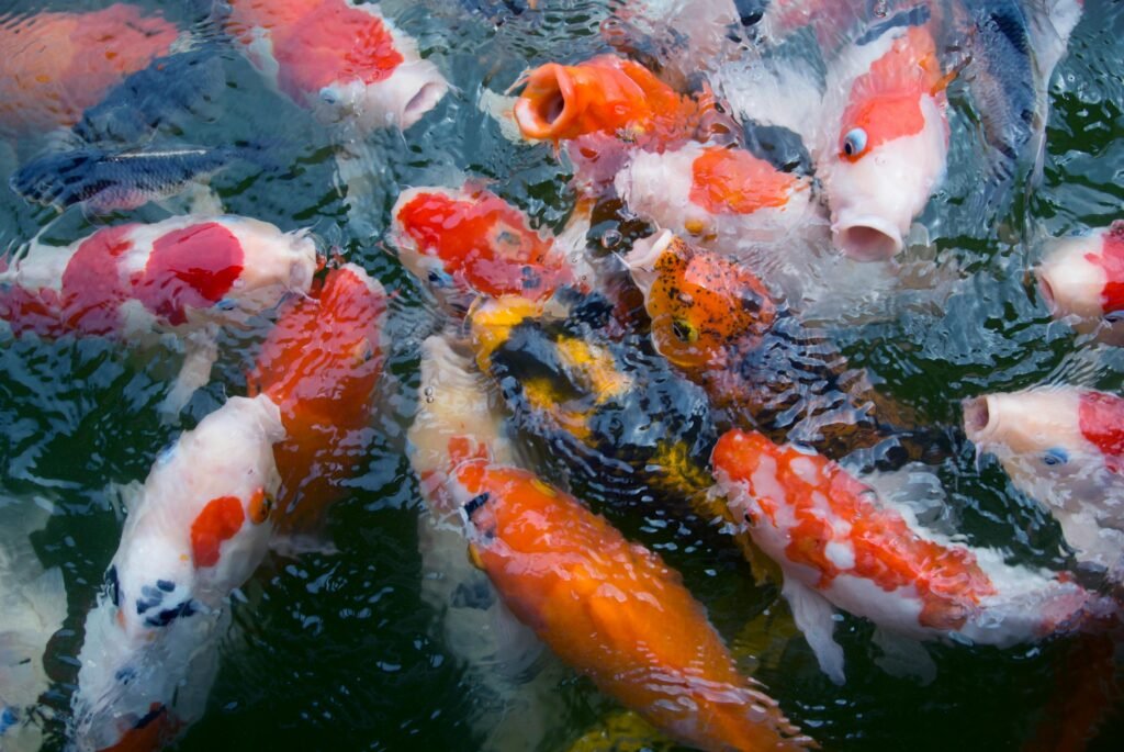 Colorful koi fish swimming in a pond in Ubud, Bali, Indonesia.